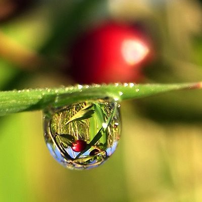 朝露のサンザシ